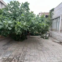 فروش ویلایی شاهد ۵۹/ مسعود|فروش خانه و ویلا|مشهد, شاهد (شهرک غرب)|دیوار