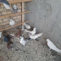 فروش چند عدد حیوون ب شرط ذات و پرست
