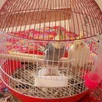 عروس هلندی