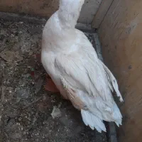 حیوان خانگی