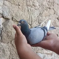 جفت نروماده قره سبز مسافتی