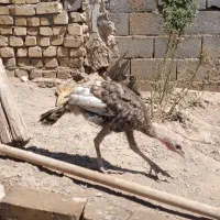 طاقچه پنج ماهه