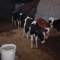 گوساله نر10ماه