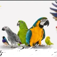 خرید وفروش پرنده