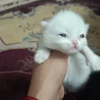 پرشین