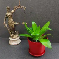 وکیل دادگستری