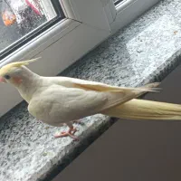 عرس هلندی گمشده