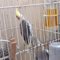 عروس هلندی مفت