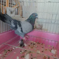 کبوتر سبز نر حلقه پا