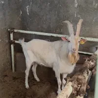 نر بز درجه یک