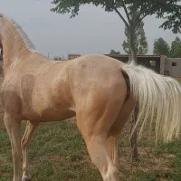 اسب مادیان ترکمن ۳ ساله