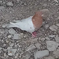 کله زرد|پرنده|اهواز, کمپلو جنوبی|دیوار