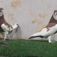 کفتر رنگی|پرنده|تهران, مسعودیه|دیوار