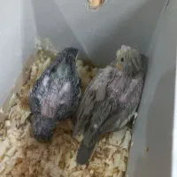 پرنده سرای مهاجر