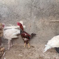 جوجه