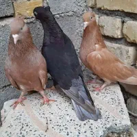 ۳ تا سیاتی ناب زاغ ،سمن، زرد