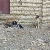 سگ سراب