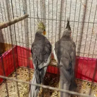 جفت عروس هلندی