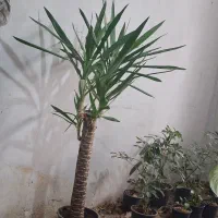 گل یوگا|گل و گیاه طبیعی|اراک, |دیوار