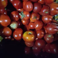 گوجه فرنگی