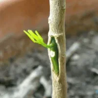 نهال لیمو