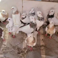 طوقی|پرنده|سبزوار, توحیدشهر|دیوار