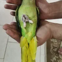 جوجه شاه طوطی چلوندنی