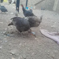 بوقلمون ماده ۳عدد
