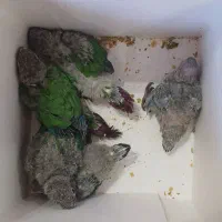 جوجه گرینچیک