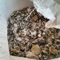 فروش کود کفتری