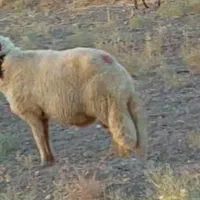 قوچ سنجابی اصیل و خوش تخم