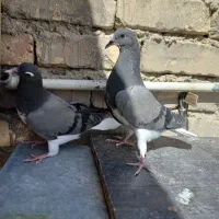 کبوتر