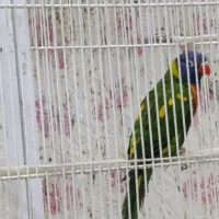 ماده لوری رنگ خاص