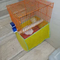 قفس پرنده