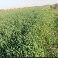 فروش زمین زراعی کشاورزی دو هکتار حمیدیه مسیر خسرج