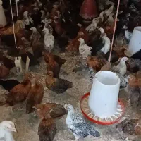فروش نیمچه مرغ