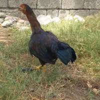 مرغ