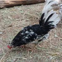 مرغ و خروس