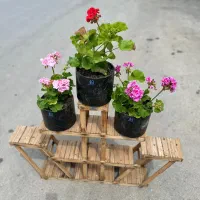 شمعدونی|گل و گیاه طبیعی|گیلان غرب, |دیوار