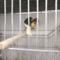 قناری مفت عالی خوش ذات