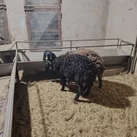 فروش گوسفند هترو