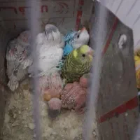 مرغ عشق کبوترپرشی وخانگی نرگسی عروس وفنج باجوجه