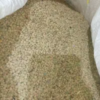 عدس دیم تازه