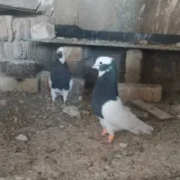 کبوتر‌طوقی‌هفت‌رنگ‌رنگی