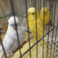 مرغ عشق انگلیسی