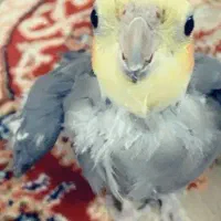 قبول واگذاری عروس هلندی
