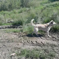 سگ دورگ