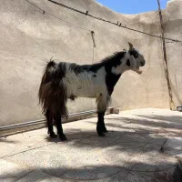 گوسفند نری