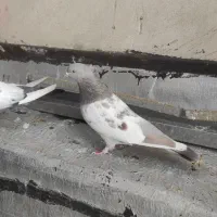 سینه سوسنی ماده