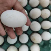تخم اردک